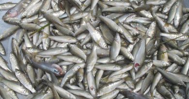 Sôi động chợ cá linh đông đúc mùa nước nổi tại miền Tây Sôi động chợ cá linh đông đúc mùa nước nổi tại miền Tây