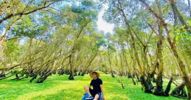 Tham quan Rừng tràm Trà Sư, nơi có chiếc cầu tre dài nhất nước ta Tham quan Rừng tràm Trà Sư, nơi có chiếc cầu tre dài nhất nước ta