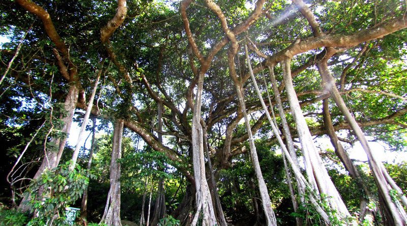 Cây đa hơn nghìn tuổi trên núi Sơn Trà Đà Nẵng