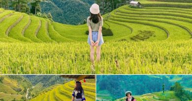 Đi tour mùa lúa vàng Yên Bái – Tú Lệ – Mù Cang Chải 5N4Đ