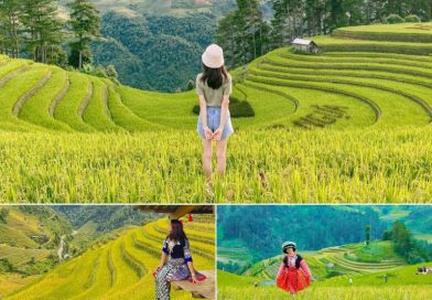 Đi tour mùa lúa vàng Yên Bái – Tú Lệ – Mù Cang Chải 5N4Đ