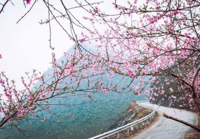 Tết 2026 du lịch Hà Giang – săn hoa đào vùng cao